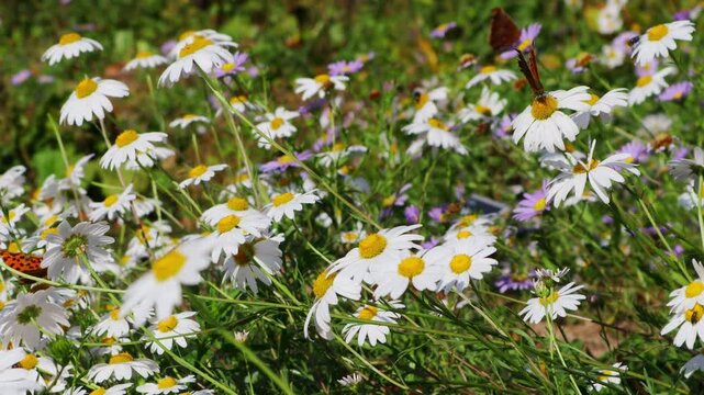 A butterfly flaps its wings over a field of daisies blooming in the meadow.초원에 피어있는 데이지 꽃밭에 나비가 날개짓을 합니다.