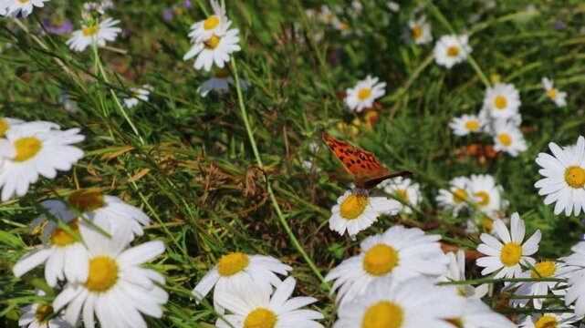 A butterfly flaps its wings over a field of daisies blooming in the meadow.초원에 피어있는 데이지 꽃밭에 나비가 날개짓을 합니다.