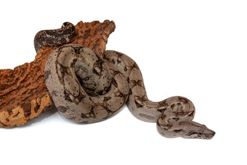Boa Constrictor Snake on White Background - High-Quality Wildlife Stock Photo