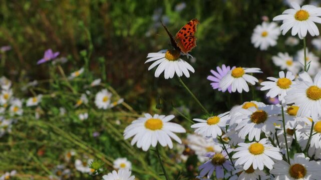 A butterfly flaps its wings over a field of daisies blooming in the meadow.초원에 피어있는 데이지 꽃밭에 나비가 날개짓을 합니다.