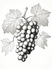 Obraz premium Black and White Illustration of a Grape Bunch with Leaves