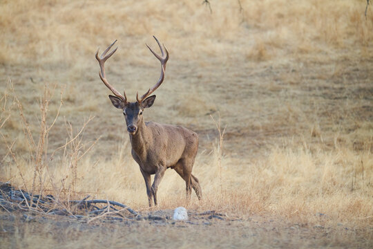 Majestic Deer in the Sierra Morena Mountains