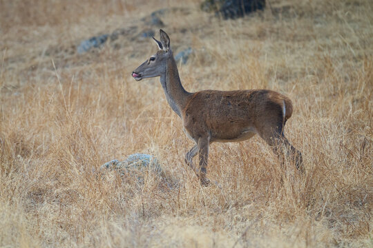 Grazing Deer in Sierra Morena, Spain