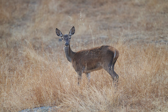 Iberian deer in the Sierra Morena mountains