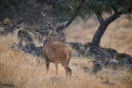 Majestic deer in Sierra Morena, Spain