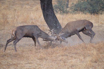 Deers Locking Horns in Sierra Morena, Spain