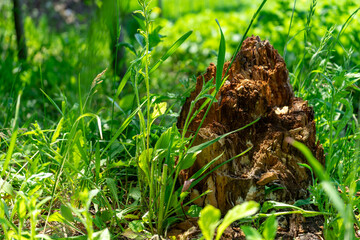 Stump as a shelter for insects and fungi