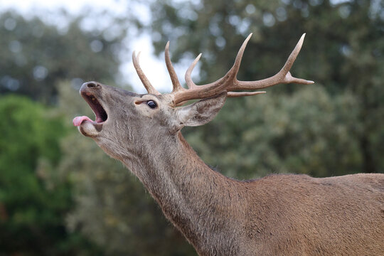 Majestic deer vocalizing in Sierra Morena, Spain