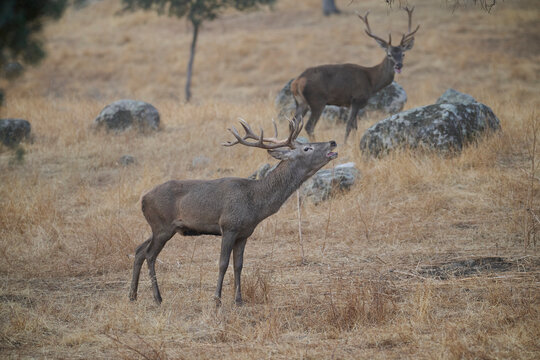Majestic deers roaming the Sierra Morena landscape