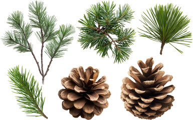 pine cones and pine needles isolated on white background