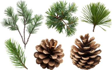 pine cones and pine needles isolated on white background