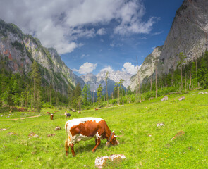 Naklejka premium Alpine meadow with cows and rustic houses in Berchtesgaden National Park