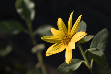 yellow flower