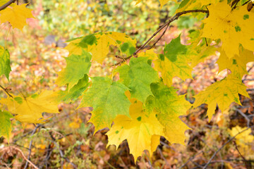 green and yellow maple leaves on the twig of the maple tree close up  