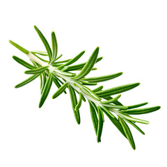 Fototapeta premium A vibrant sprig of rosemary against a black background, showcasing its elongated green leaves and unique texture.