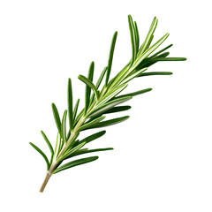 Fototapeta premium Fresh rosemary sprig showcasing vibrant green leaves, perfect for culinary and medicinal uses, with a black background highlighting its texture.