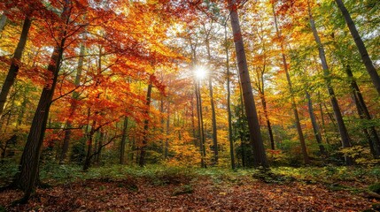 Obraz premium A vibrant forest scene showcasing autumn foliage with golden sunlight streaming through the trees, creating a warm and inviting atmosphere.