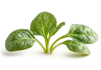 Fototapeta premium fresh spinach leaves isolated