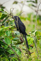 Anu-preto: Ave Brasileira em seu Ambiente Natural
Smooth-billed Ani: Brazilian Bird in its Natural Environment