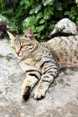 Adorable Cat Poses in the Comfort of Home