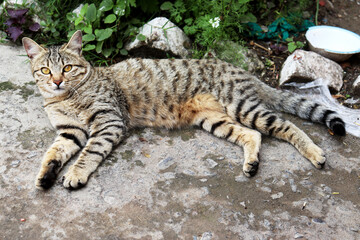 Adorable Cat Poses in the Comfort of Home