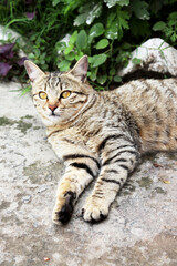 Adorable Cat Poses in the Comfort of Home