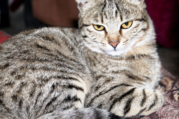 Adorable Cat Poses in the Comfort of Home