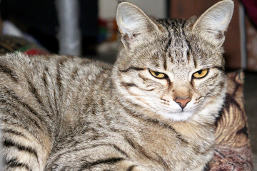 Adorable Cat Poses in the Comfort of Home