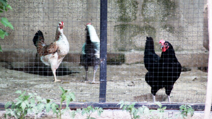 Chickens Roaming Freely in Farmyard © QuratulAin