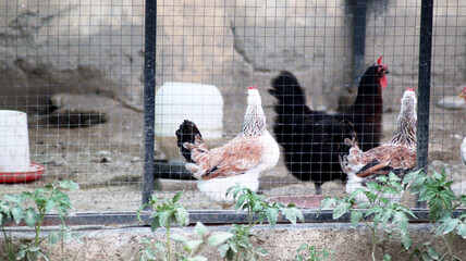 Chickens Roaming Freely in Farmyard © QuratulAin
