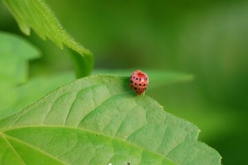 ladybug on green leaf