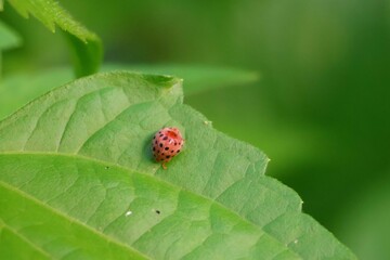 ladybug on green leaf