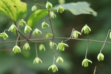 leaves on a branch