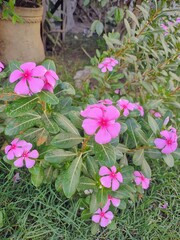 pink flowers in the garden