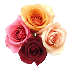 Naklejka premium color rose isolated on white