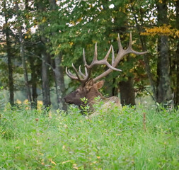 Gorgeous Autumn Rut Elk Bull 