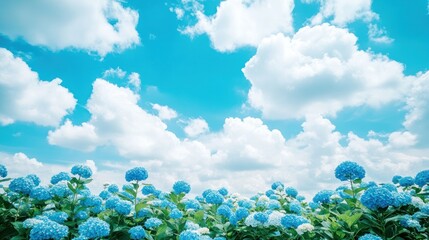 Blue Hydrangeas Blooming Under a Cloudy Sky