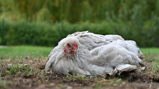jeune poule qui se  picore le sol