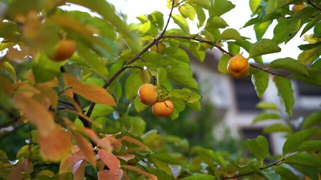 Ripe persimmon among yellowing leaves on a tree in the garden. High quality 4k footage