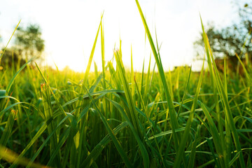 Fototapeta premium Grass on sunset background. Green grass background, texture. Grass close up. Green field in the sun rays close-up. Farm field Space for text, designer pattern.