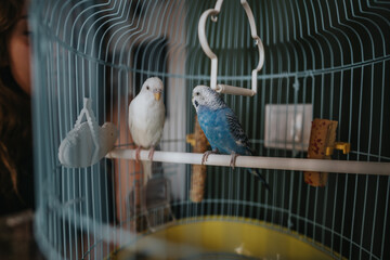 Two vibrant parakeets, one blue and one white, perched comfortably inside a spacious bird cage,...