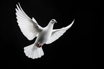 White dove flying on black background and Clipping path .freedom concept and international day of peace