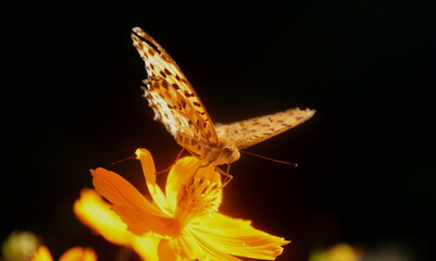 黄花コスモスの蜜を吸うオレンジ色のヒョウモンチョウ