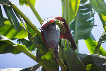 Tropical Banana Blossom Hanging on Tree