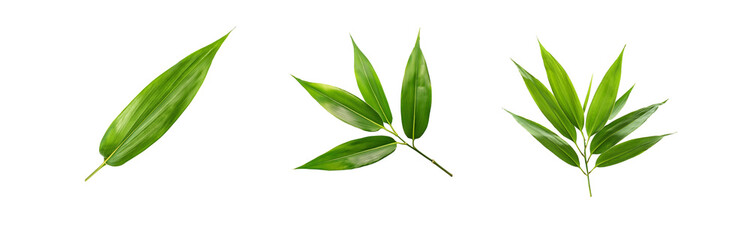 Obraz premium Three isolated green bamboo leaves on a white background.