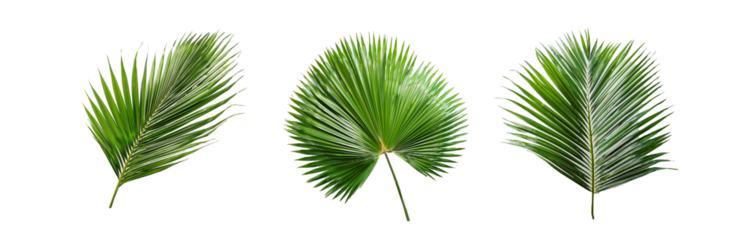 Three isolated palm leaves on a white background.