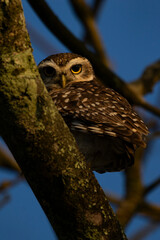 Coruja-buraqueira de Frente para o Mar em Peruíbe, São Paulo, Brasil