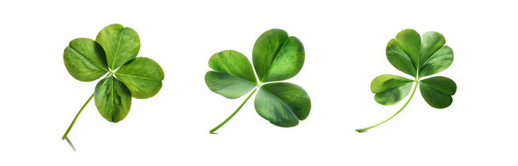 Three green four-leaf clovers are isolated on a white background.