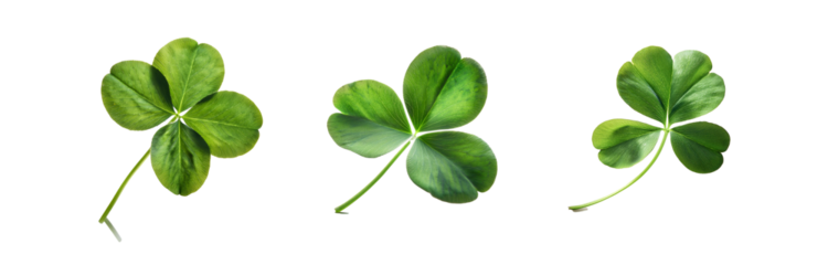 Three green four-leaf clovers are isolated on a white background.