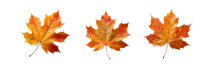 Three isolated autumn maple leaves against a white background.